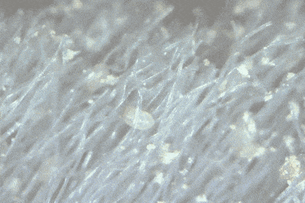 技干发帽三分钟速干轻松告别湿哒哒！新葡京娱乐场app女生值得用的黑科(图9)